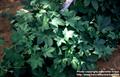 Humulus japonicus